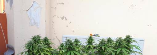 Mainlining