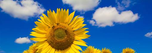Himawari - The Sunflower