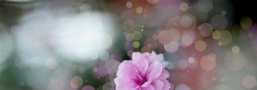Hakuoki: Edo Blossoms