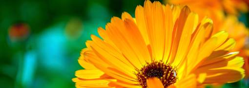 CALENDULA