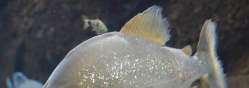 Piranha