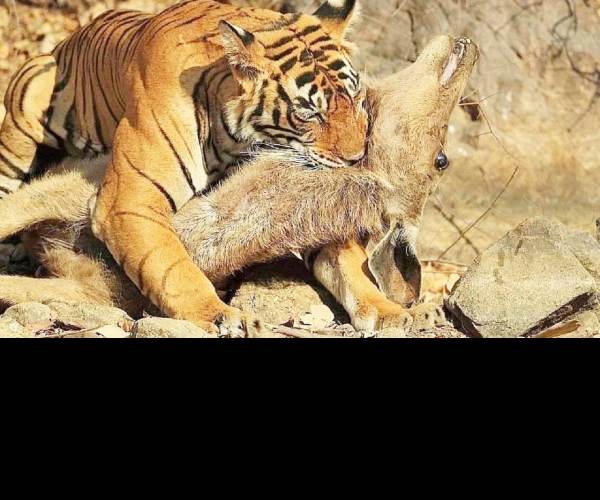 Prey