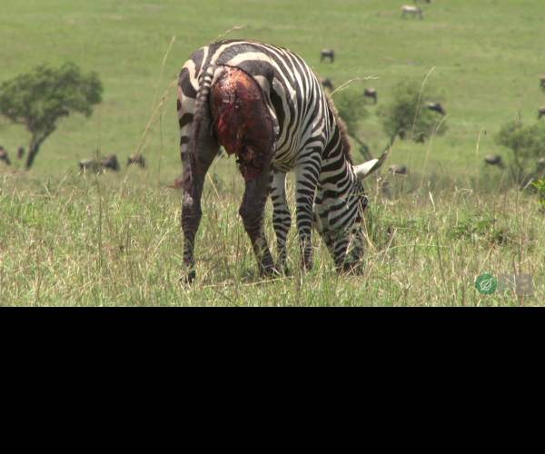 Prey