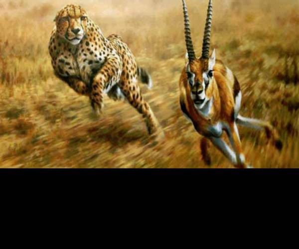 Prey