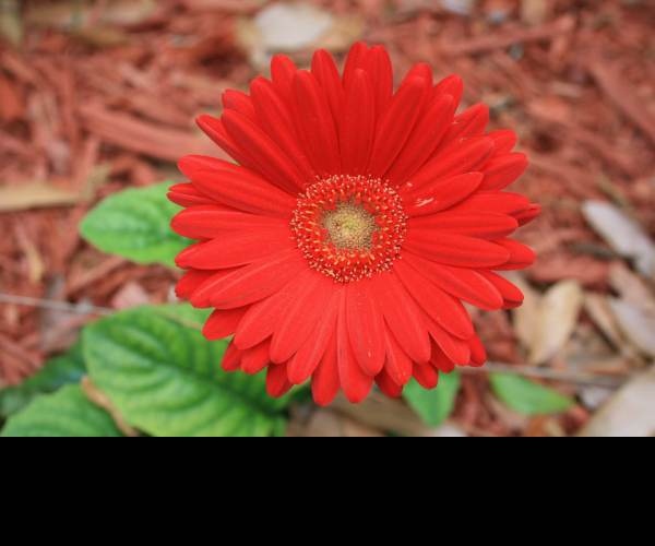 Flower