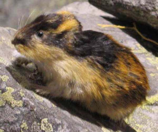 Lemmings