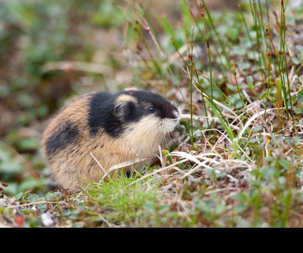 Lemmings