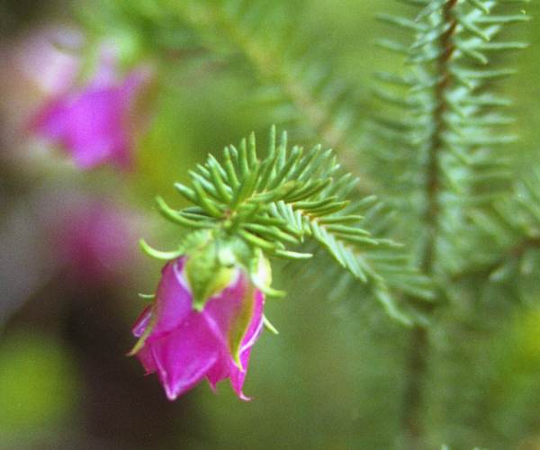 Darwinia