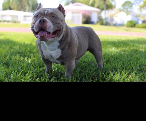 Bully