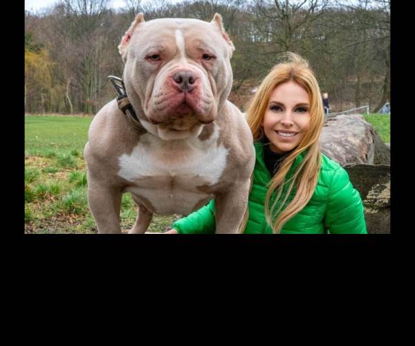 Bully