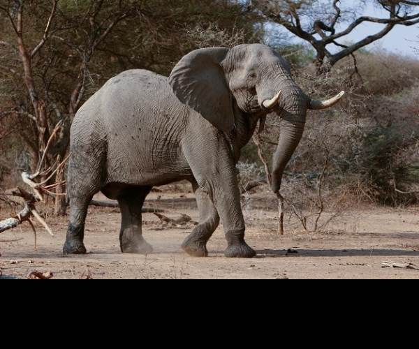 Animal Ark Africa