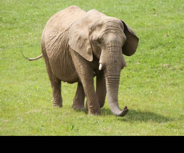 Animal Ark Africa