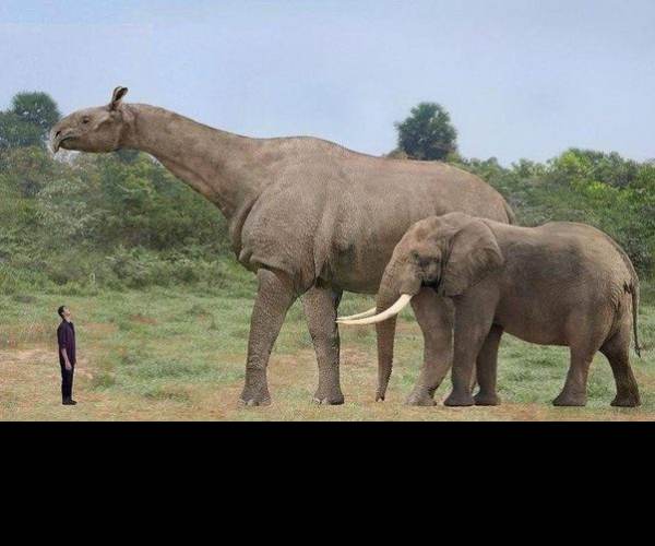 Animal Ark Africa