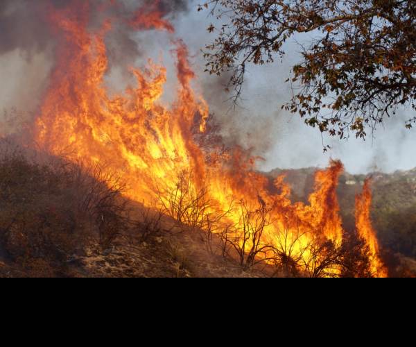 Wildfire