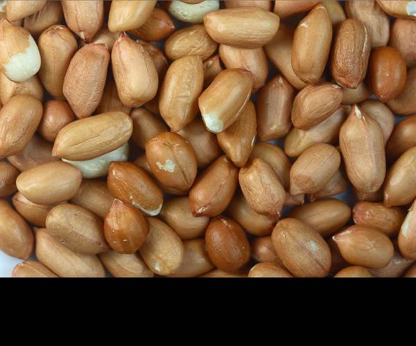 Peanut