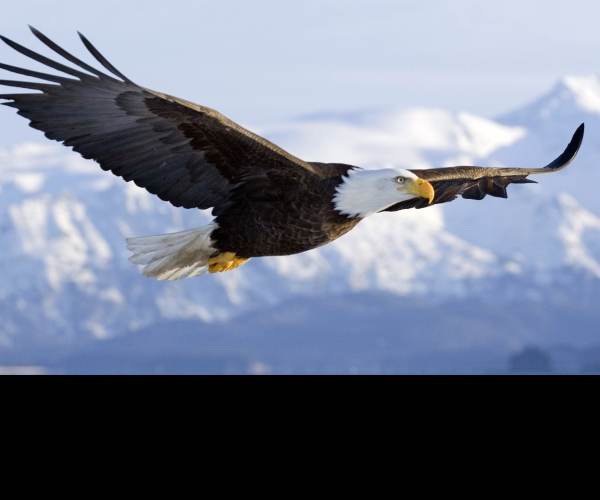 Eagle Flight