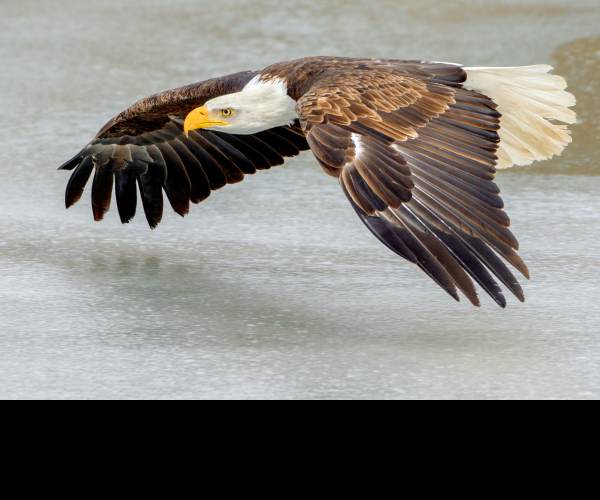 Eagle Flight