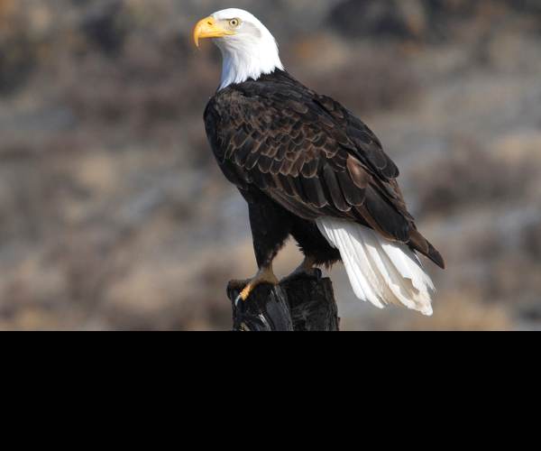 Eagle Flight