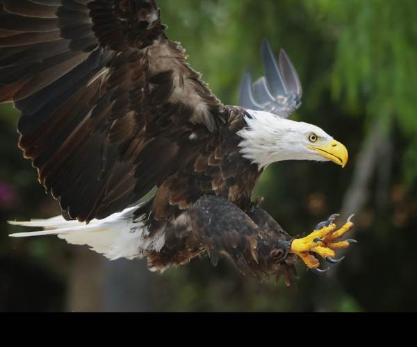 Eagle Flight