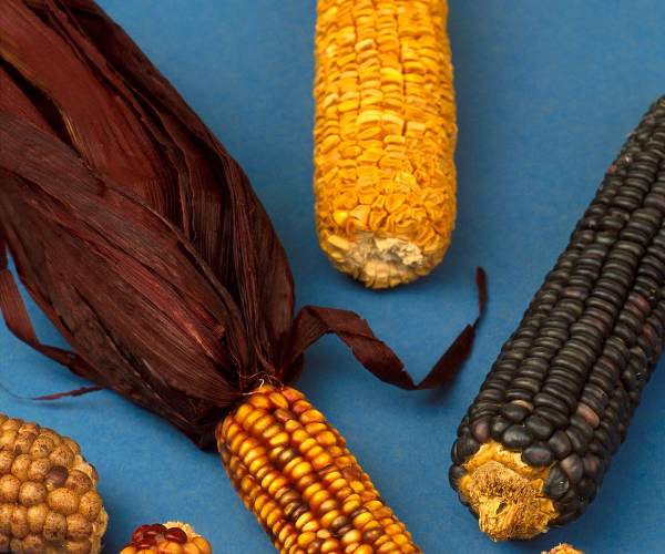 Maize