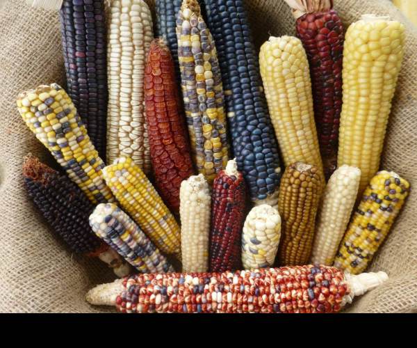 Maize
