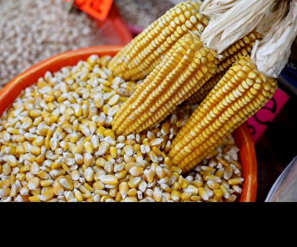 Maize
