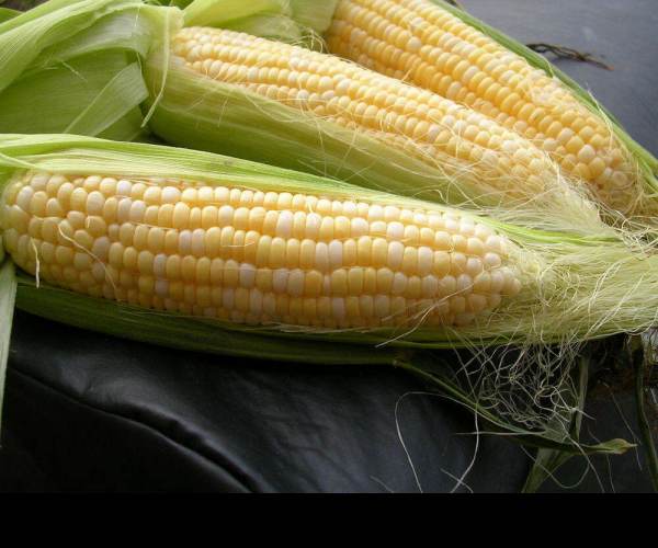 Maize