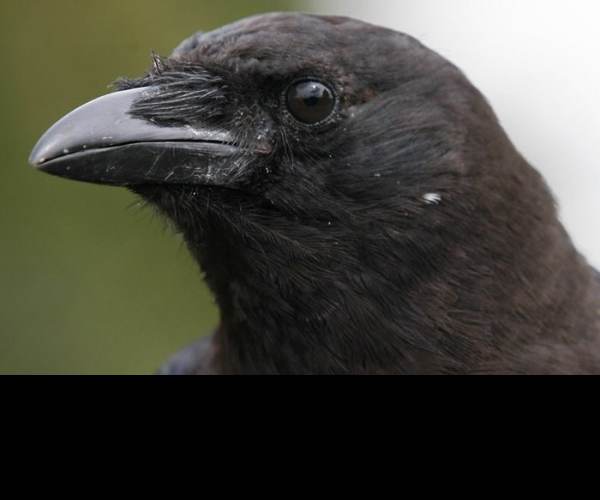 The Crow's Eye