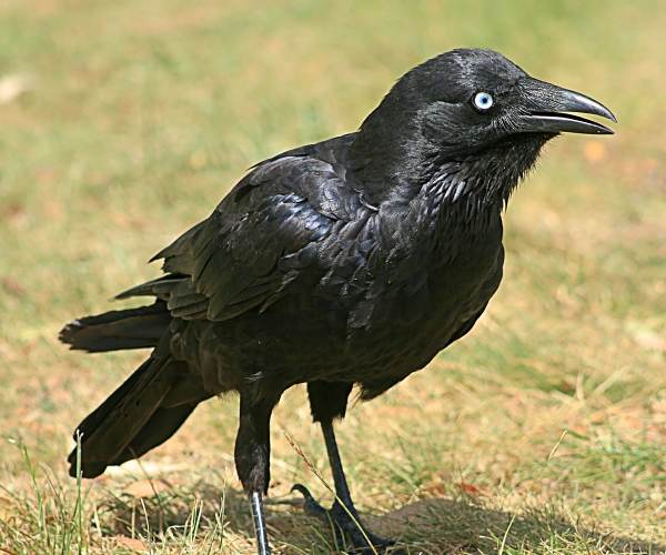 The Crow's Eye