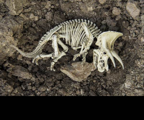 Extinction