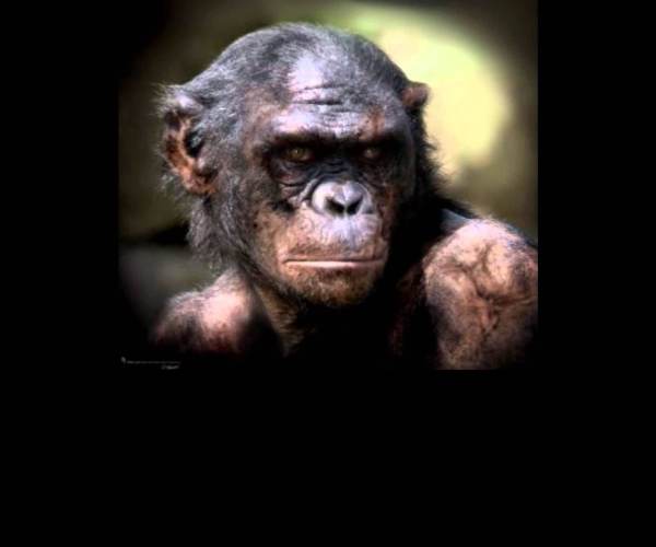 Planet of the Apes