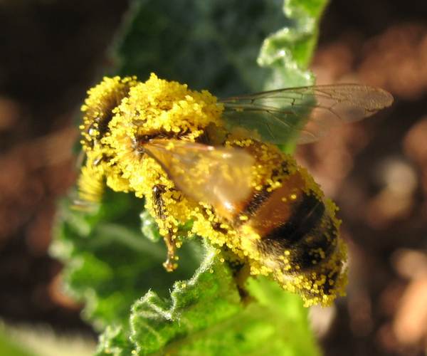 Pollen