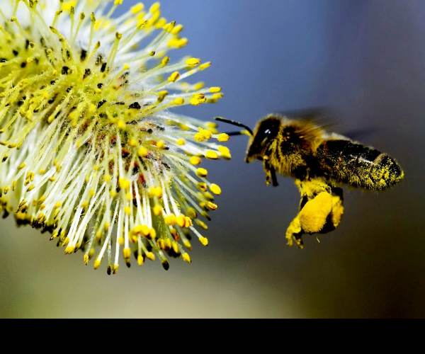 Pollen