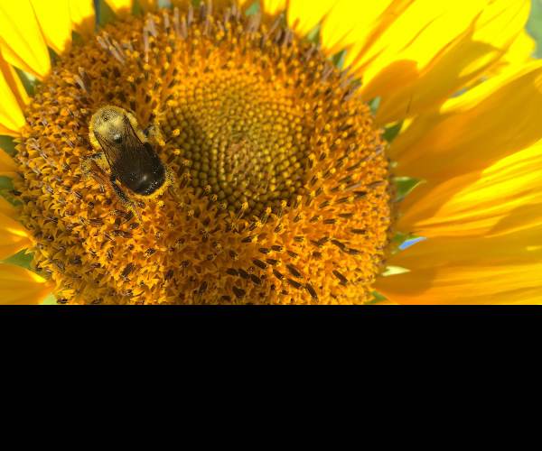 Pollen