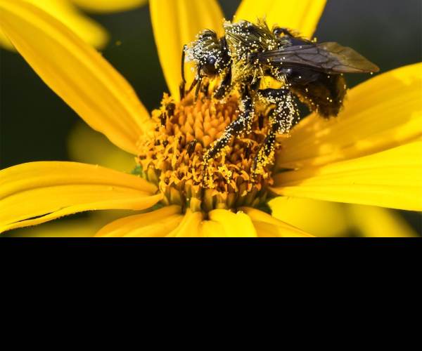 Pollen