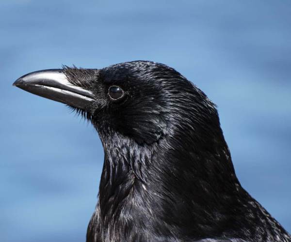 Carrion