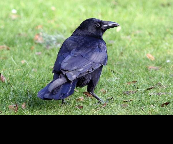 Carrion