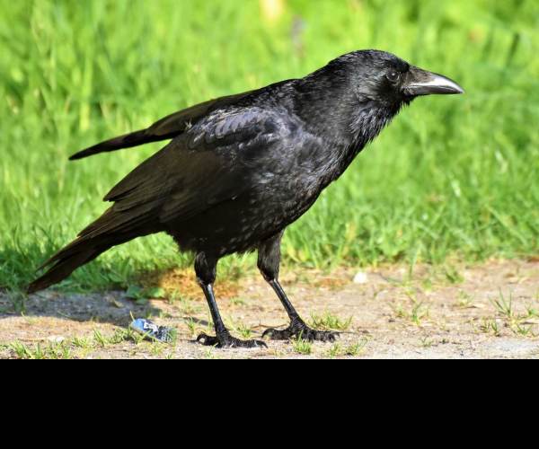 Carrion