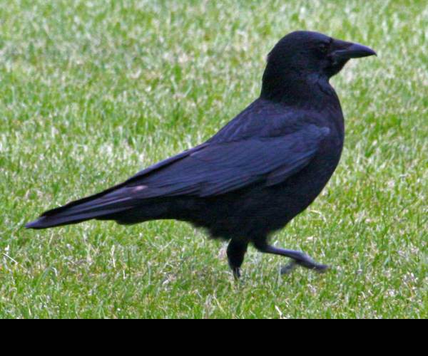 Carrion