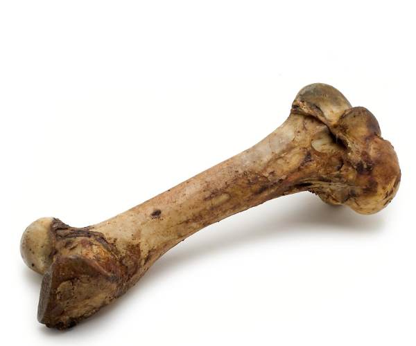 Bone