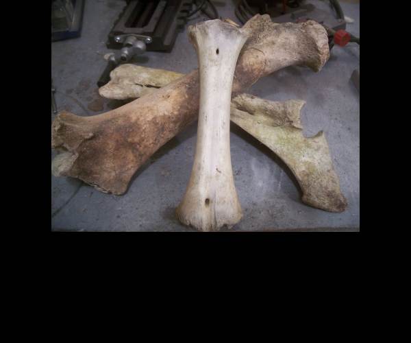 Bone