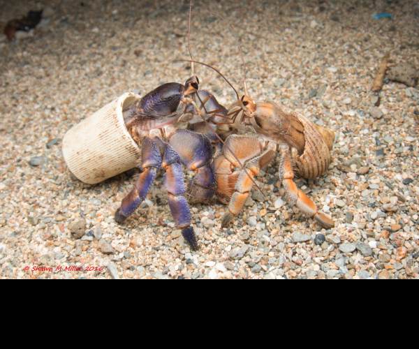 Fight Crab