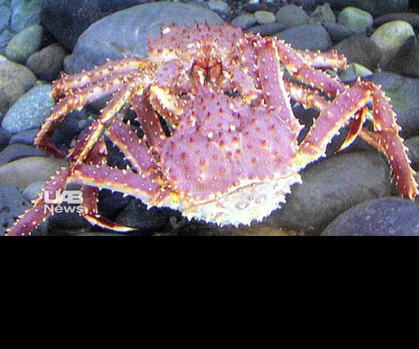 Fight Crab