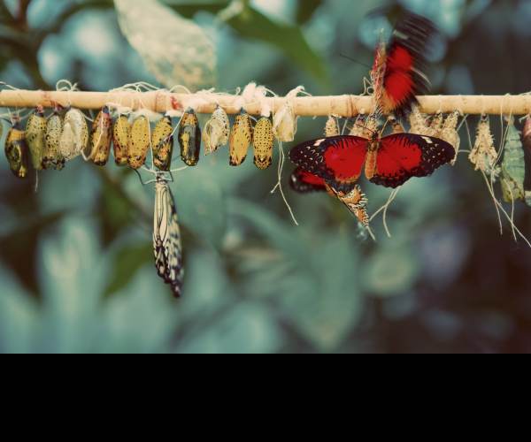 Metamorphosis