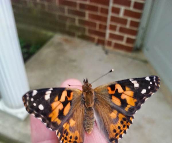Metamorphosis