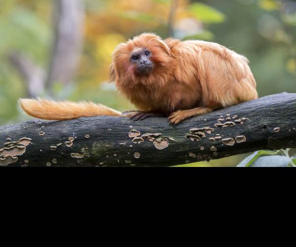 Tamarin
