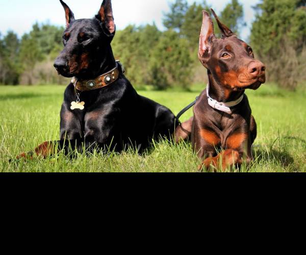 Breed