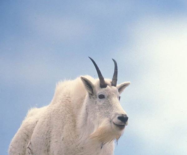 Mountain Goat Mountain