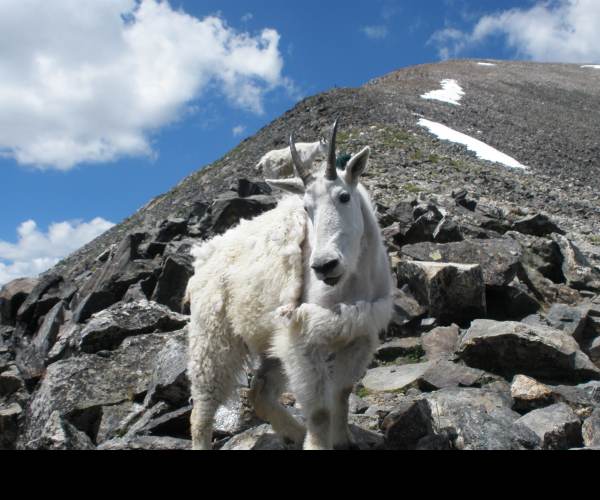 Mountain Goat Mountain