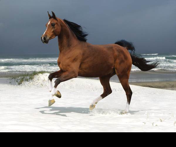 Snow Horse